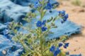 Woad Blue Dye: A Natural Colour With a Rich History